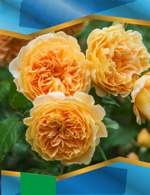 Троянда Краун принцеса Маргарита