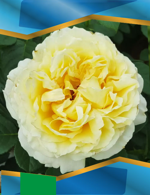 Троянда Сірано де Бержерак