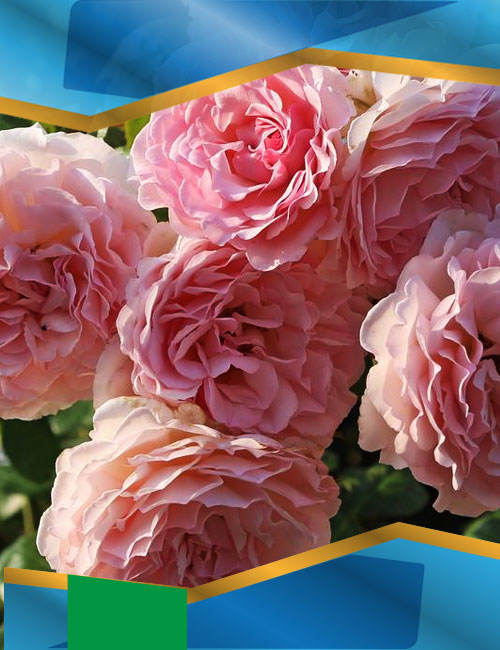 Троянда Роуз де Толбіак