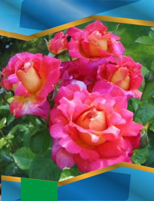 Троянда Декор Арлекін