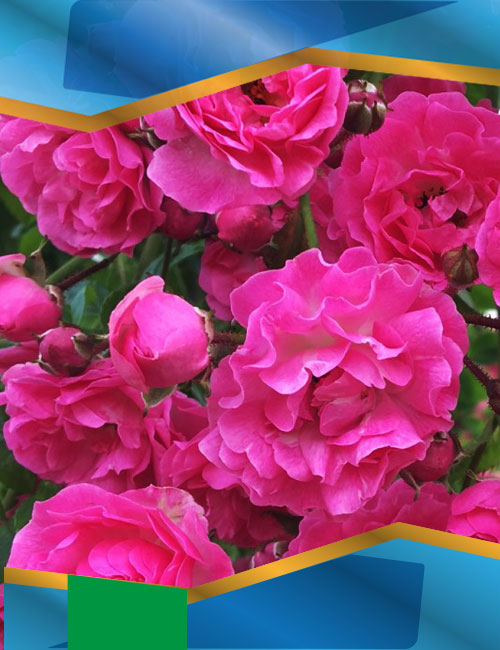 Троянда Дороті Перкінс