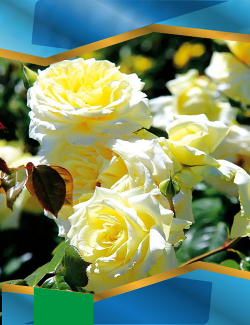 Троянда Ельф