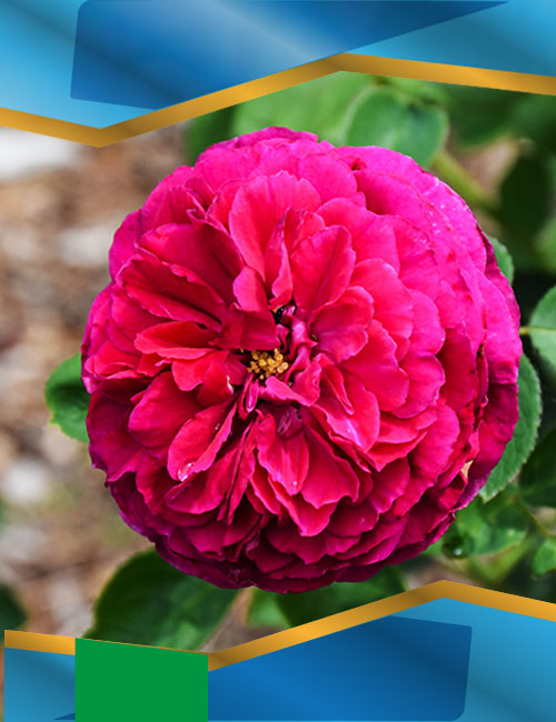 Троянда Фальстаф