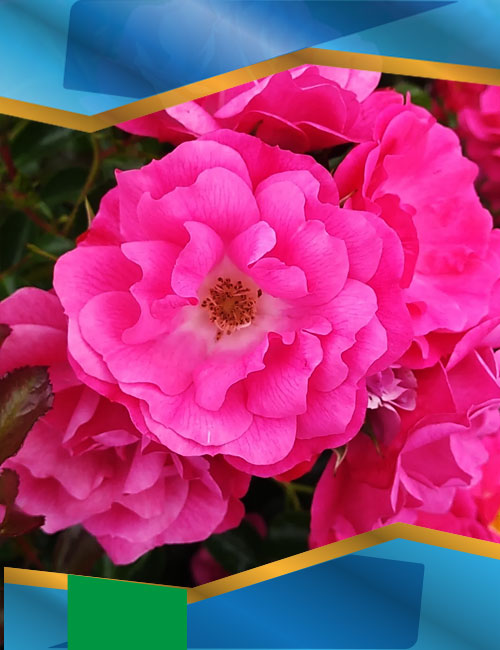 Троянда Флауер Карпет