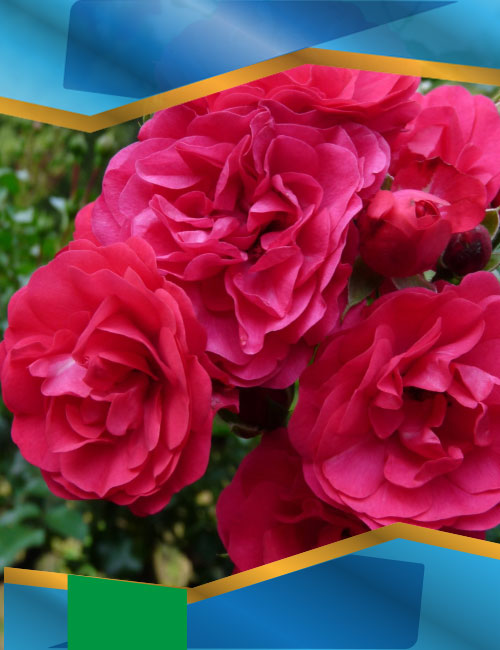 Троянда Гартнер Фройде