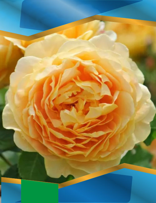 Троянда Голден Селебрейшн