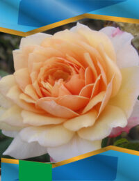 Троянда Грейс