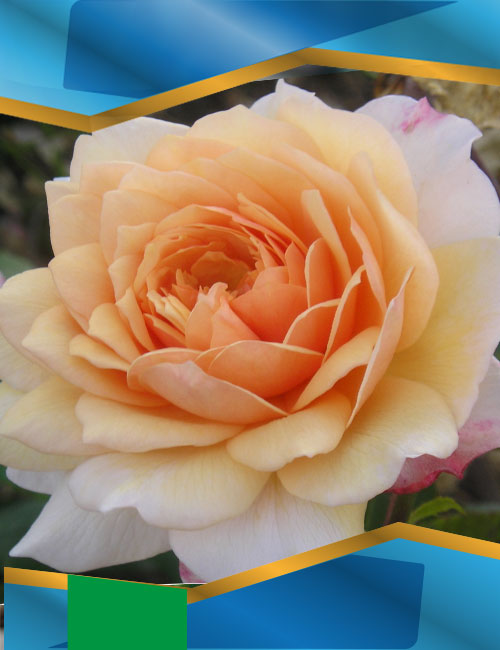 Троянда Грейс