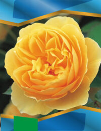 Троянда Грехам Томас