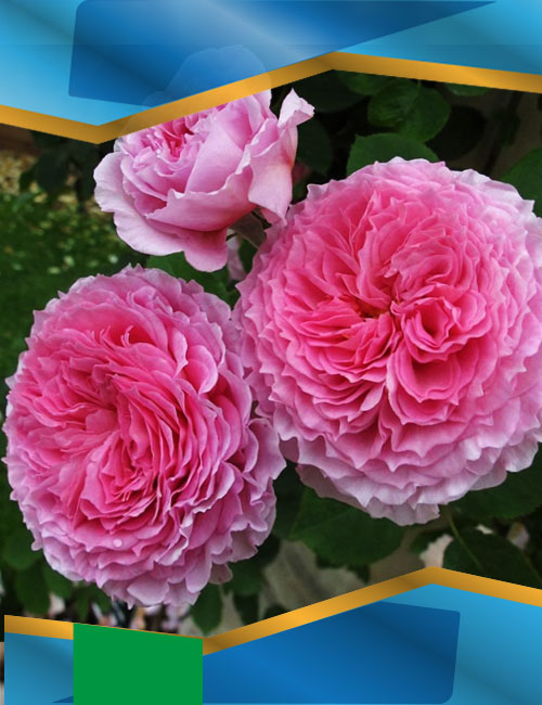 Троянда Джеймс Гелвей