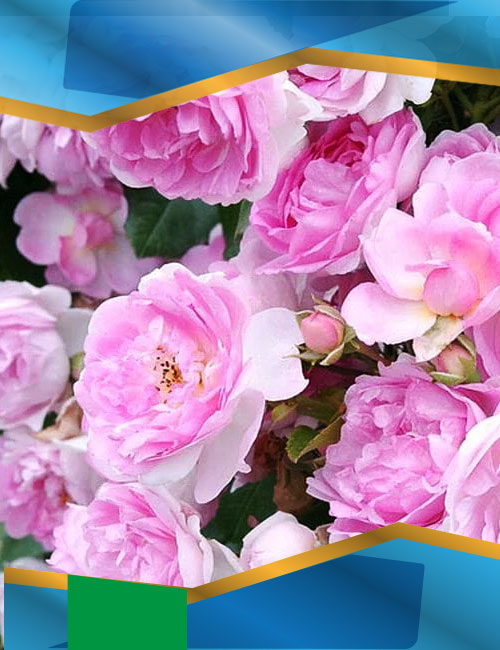 Троянда Жасміна