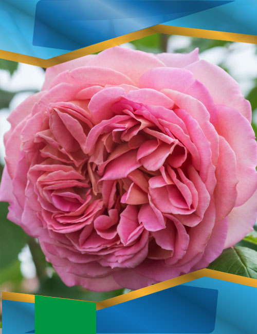 Троянда Джубілі Селебрейшн