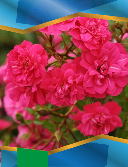 Троянда Кніпс