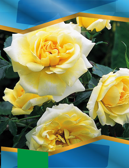 Троянда Леверкузен