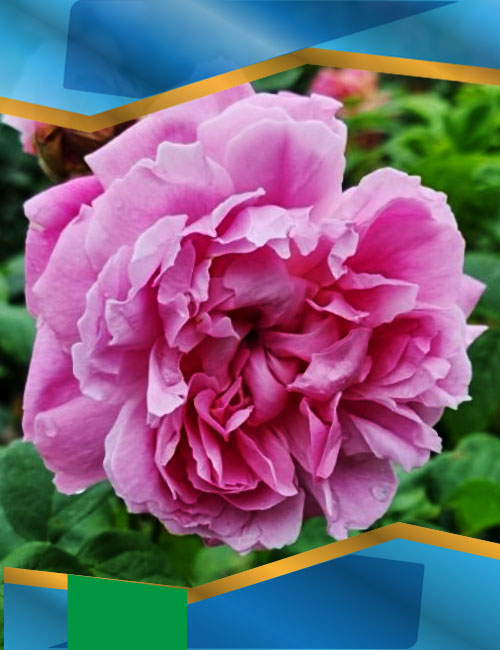 Троянда Мері Роуз