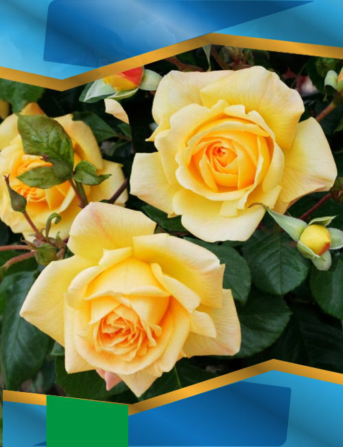 Троянда Мішка