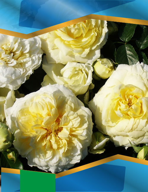 Троянда Надя Мейяндекор