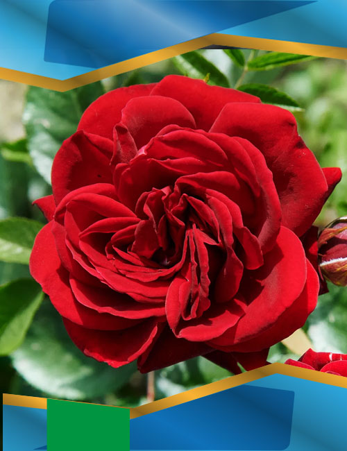 Троянда Джаз