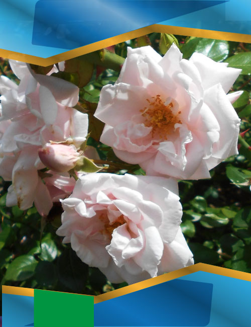 Троянда Нью Доун