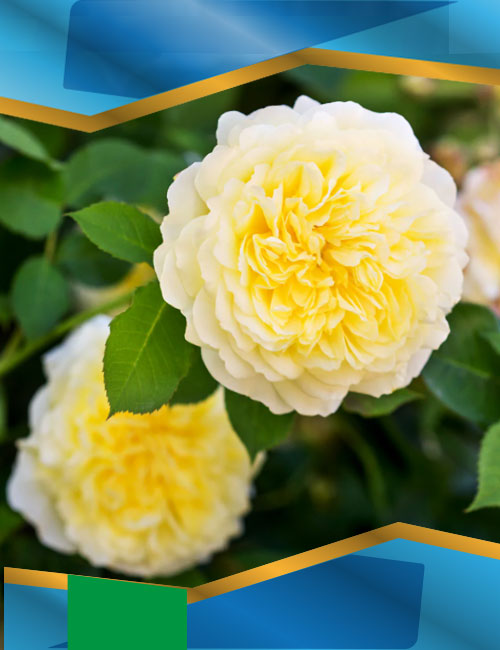 Троянда Пілігрим