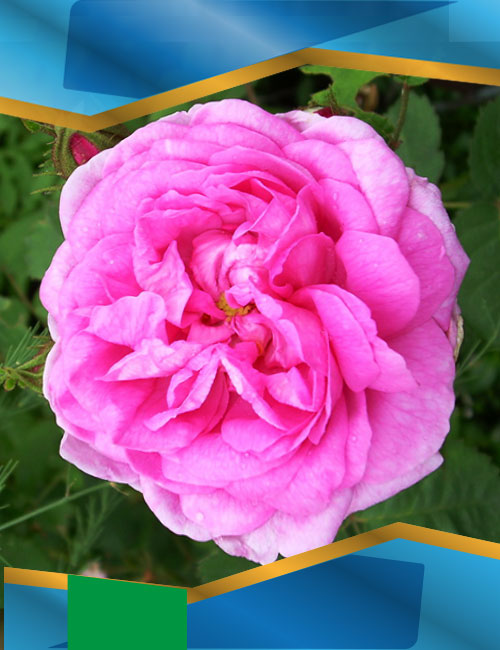 Троянда Пінк Мушимара