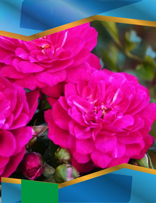 Троянда Перпл Рейн