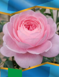 Троянда Куін оф Свіден