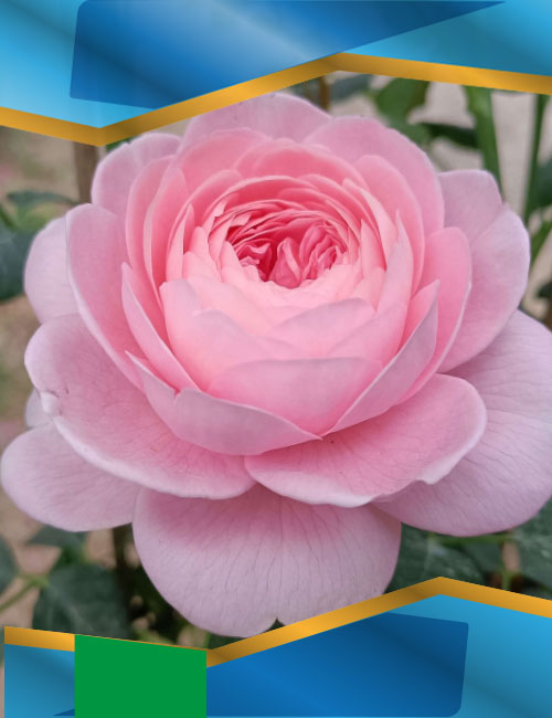 Троянда Куін оф Свіден