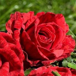 rose-red-intuition_2