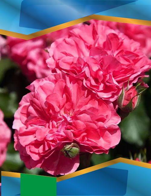 Троянда Розаріум Ютерзен