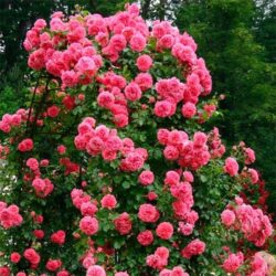 rose-rosarium-utersen-1