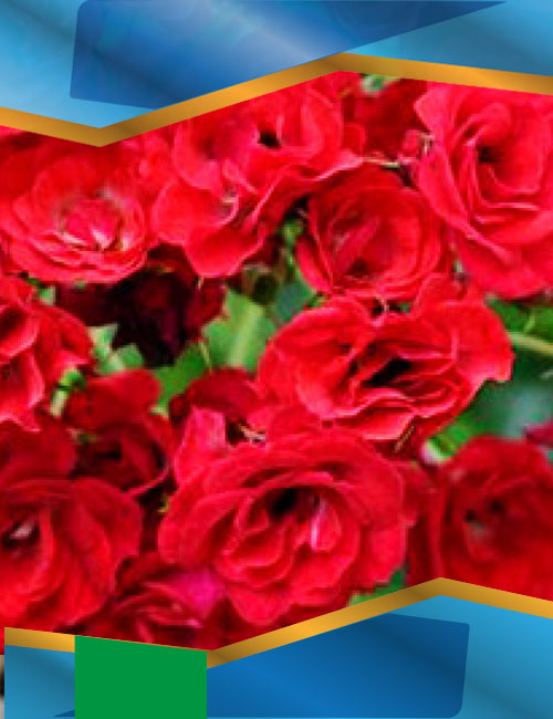 Троянда Скарлет Мейяндекор