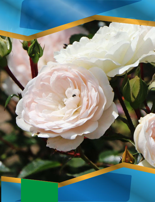 Троянда Сі Фоам