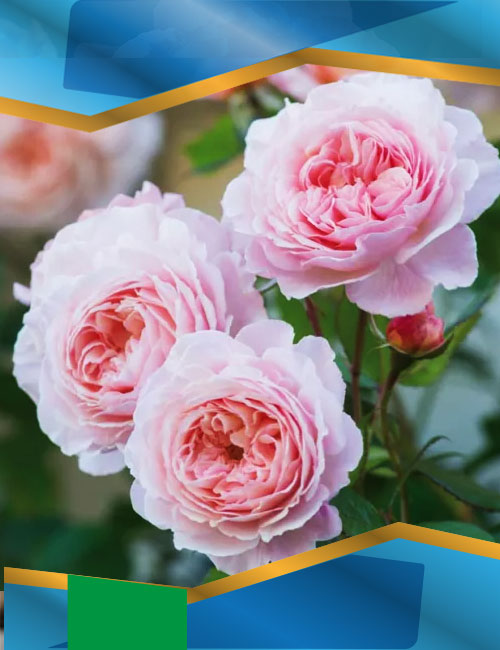 Троянда Шропшир Лед