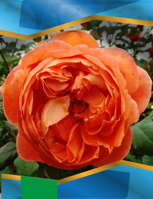 Троянда Саммер Сонг