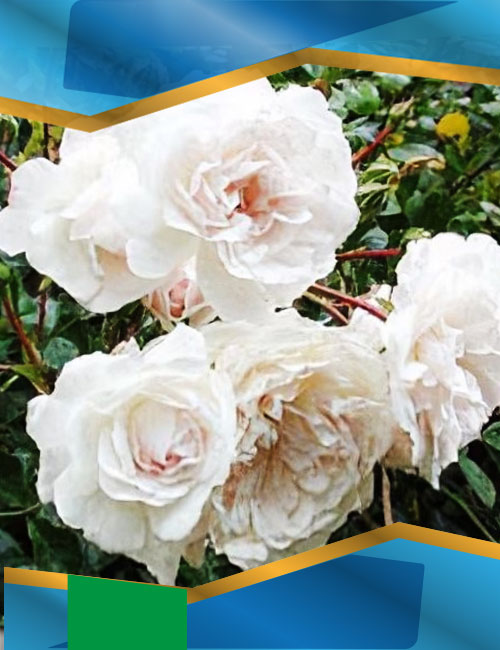 Троянда Свані