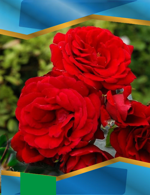 Троянда Сімпаті