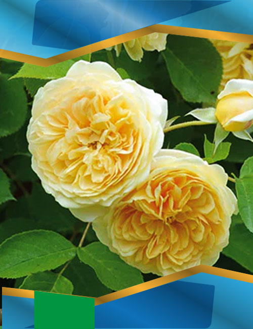 Троянда Тізінг Джорджіа