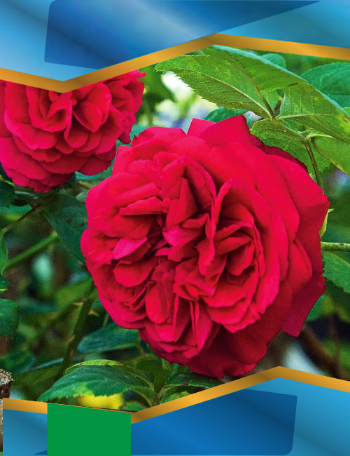 Троянда Тесс оф зе Дербервільз