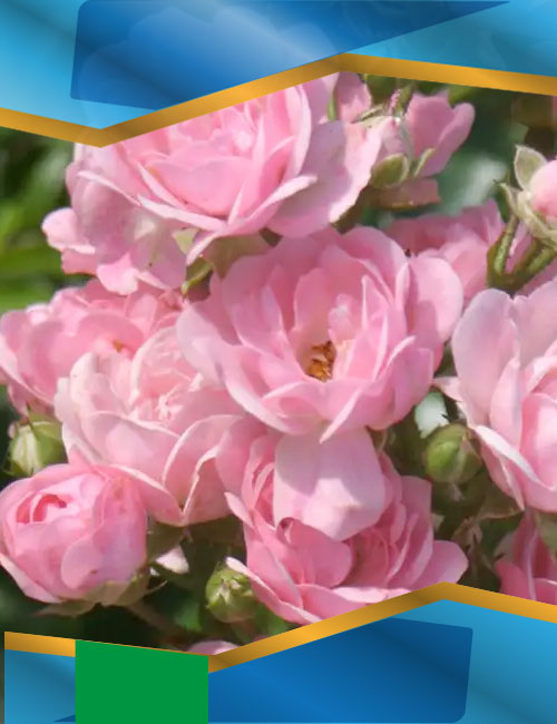 Троянда Зе Фейрі рожева