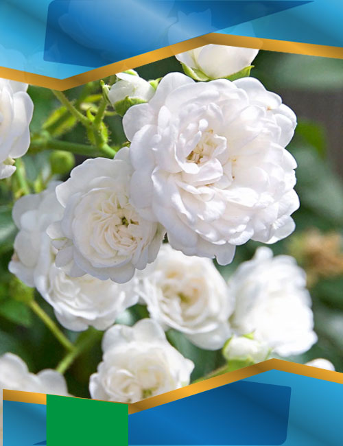 Троянда Зе Фейрі біла