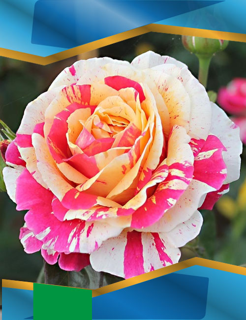 Троянда Ваніль Фрейзе