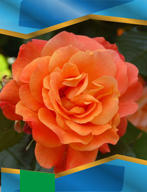 Троянда Вестерленд