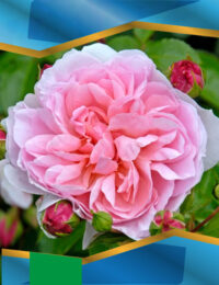 Троянда Вільдів