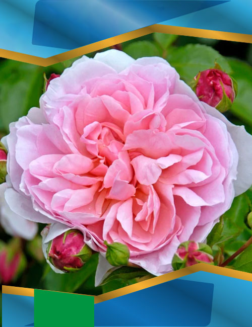 Троянда Вільдів