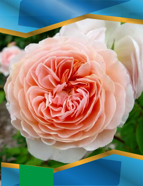 Троянда Вільям Морріс