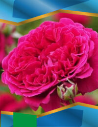 Троянда Вільям Шекспір