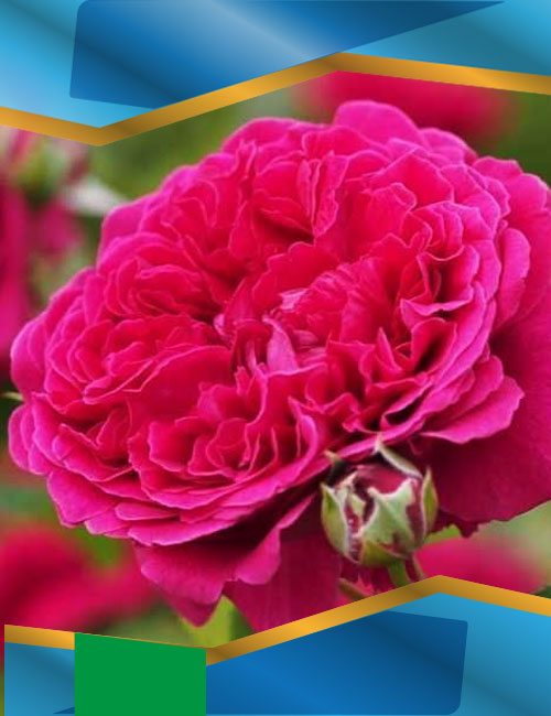 Троянда Вільям Шекспір