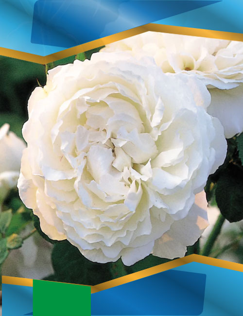 Троянда Вінчестер Кафедрал