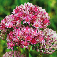 sedum-Seduction-Green-Pink